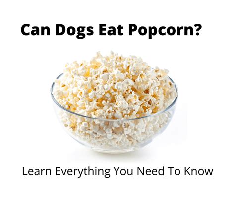 Can Dogs Eat Popcorn Are They Canine Safe 2023 Edition