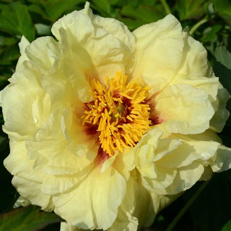 Arboretum The Ap Saunders Peonies Hamilton College