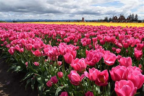 10 Gorgeous Flower Festivals In Portland Nearby To And Fro Fam