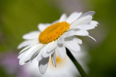 20 coupons and 1 deals which offer up to 20% off , free shipping and extra discount, make sure to love miss daisy promo code & deal last updated on september 5, 2020. White Daisy Flower Free Stock Photo - ShotStash