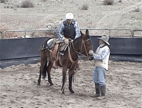 teach your mule to stand still while mounting queen valley mule ranch