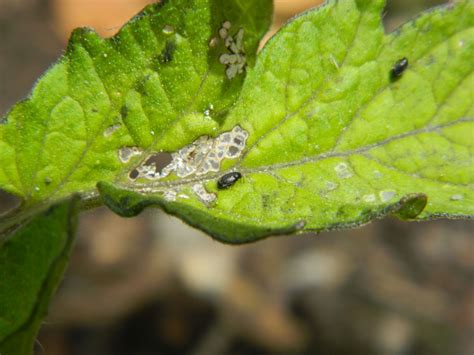 Gardens Insects Black Bugs On Tomato Plant Revisited Answered