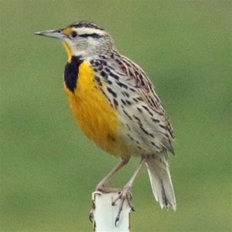 Sturnella Magna Eastern Meadowlark Usa Birds