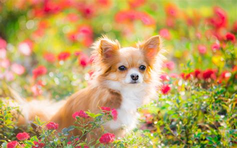 Download Wallpapers Chihuahua 4k Pets Dogs Flowers Cute Animals