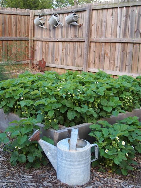 Raised Strawberry Bed With Galvanized Watering Can In The Foreground