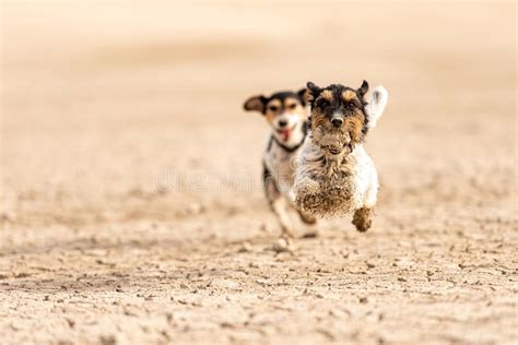 Cute Dogs Run Over Sandy Ground And Have Fun Two Jack Russell Terriers