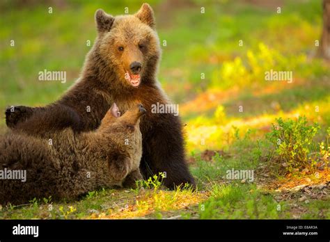 Two Brown Bear Cubs Play Fighting Ursus Arctos In Taiga Forest