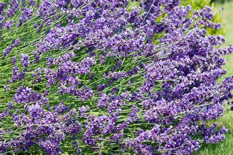 Lavender Flowers Free Stock Photo Public Domain Pictures