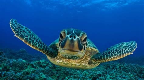 Sea Turtle Hd Animal Wallpapers Amazing Pets Desktop