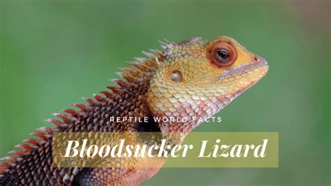 The Coolest and Most Unque Lizards That You NEED to Learn ...