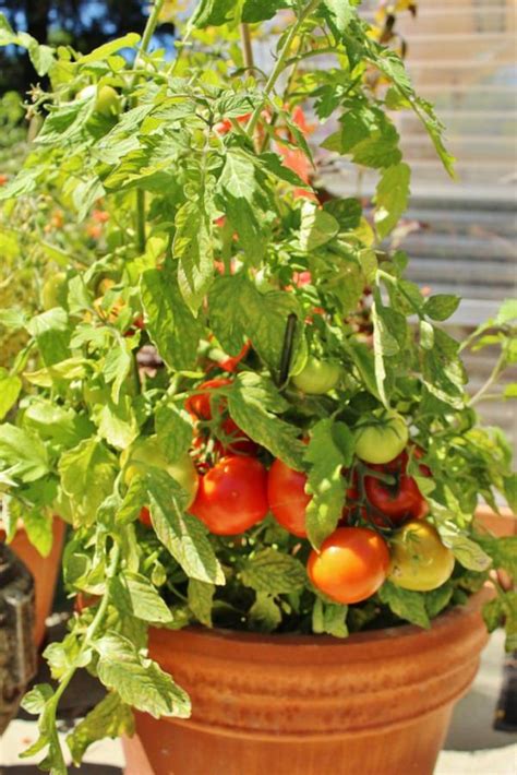 Ensure the tomato plant is standing. Best Tomato Varieties For Containers | Balcony Garden Web