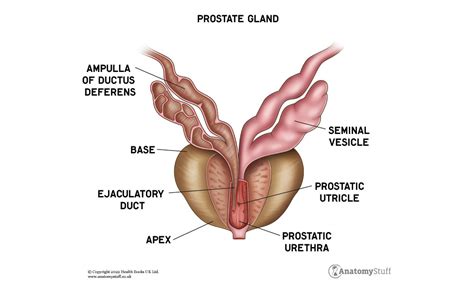 The Prostate Gland Function Structure Anatomystuff