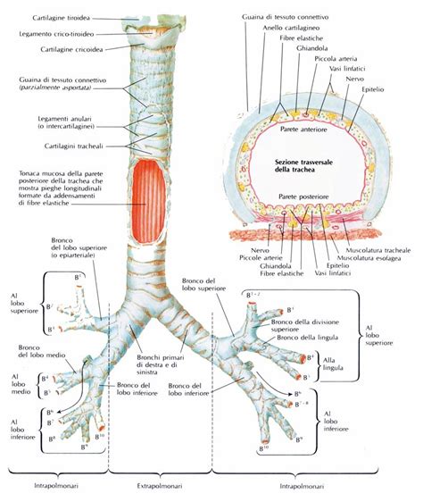 Trachea E Bronchi Biology Classroom Anatomy And Physiology