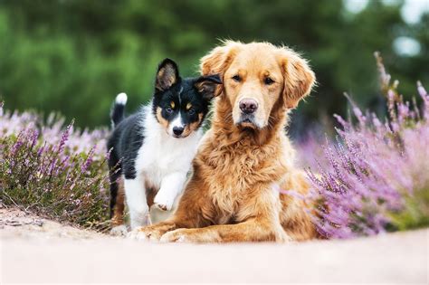 cómo surgieron los perros domésticos y cuales son las características comunes en todas las razas