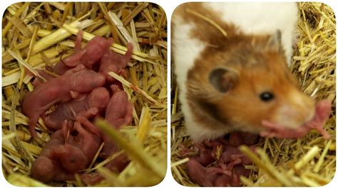 V6 Hamster Giving Live Birth To 14 Babies Part 1 Youtube