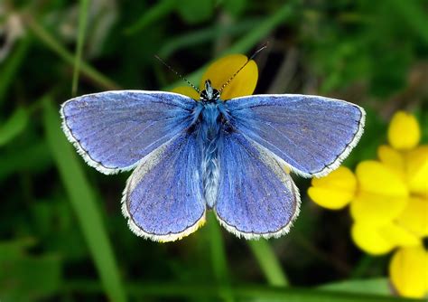 Help The National Trust In Its Big Butterfly Count Discover Britain