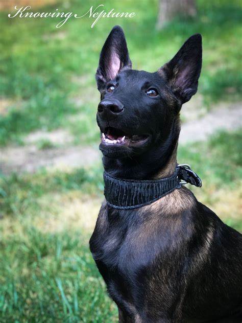 Most of them are born in the gamut of rich fawn, mahogany, and red. Belgian Malinois Colors And Markings