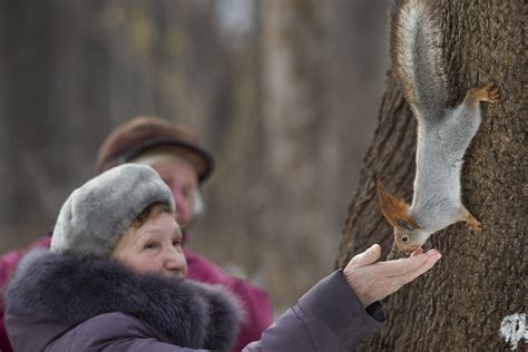 Squirrels Nabbed From Moscows Parks Sold As Pets The Blade