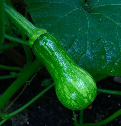 The squash you produce will happily last through most of the winter. Tatume and baby butternut squash
