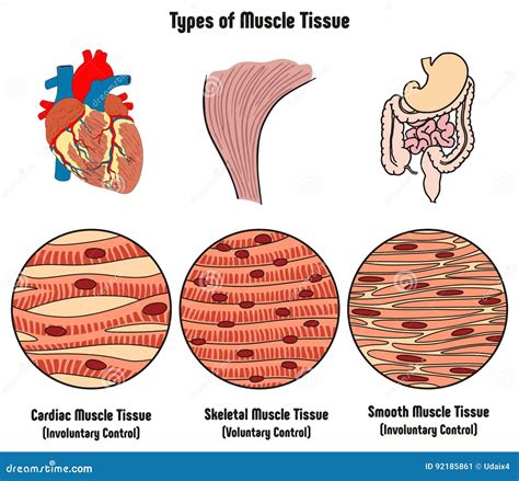 Types Of Muscle Tissue Of Human Body Diagram Coloso