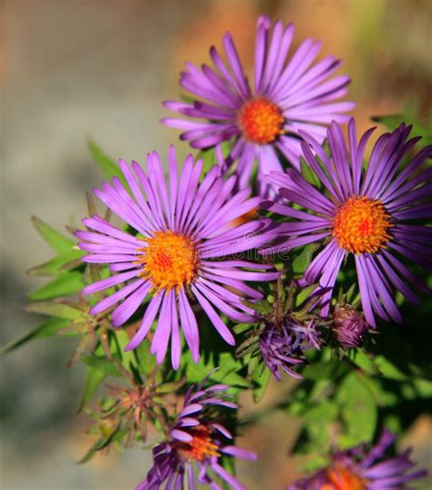 Purple And Orange Flowers Royalty Free Stock Images Image 3247819