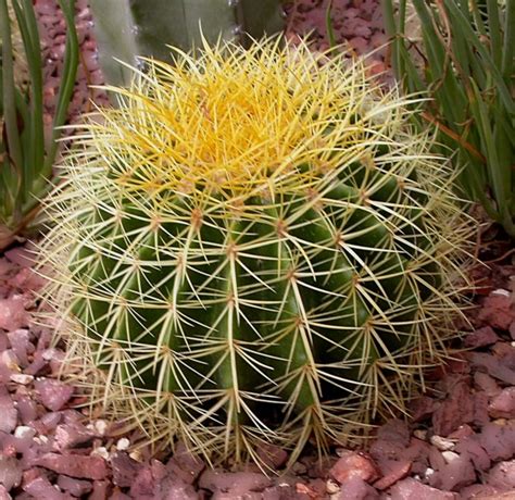 An environment with the correct temperature and amount of air circulation is essential for cactus and succulent plants to survive, as you probably know. You! Be Inspired! - 10 Nature Inspired Architectural ...
