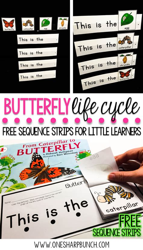 Butterfly Life Cycle Freebie One Sharp Bunch