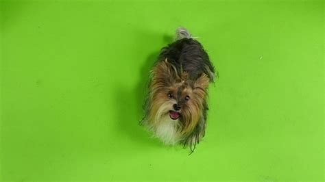 Dog Looks Around Green Screen By Kinomaster Videohive