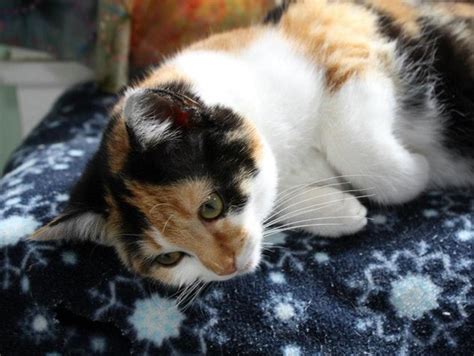 Displaying 1 to 15 of 398 groups. Nashville Animal Rescue and Adoption Groups - Nashville ...