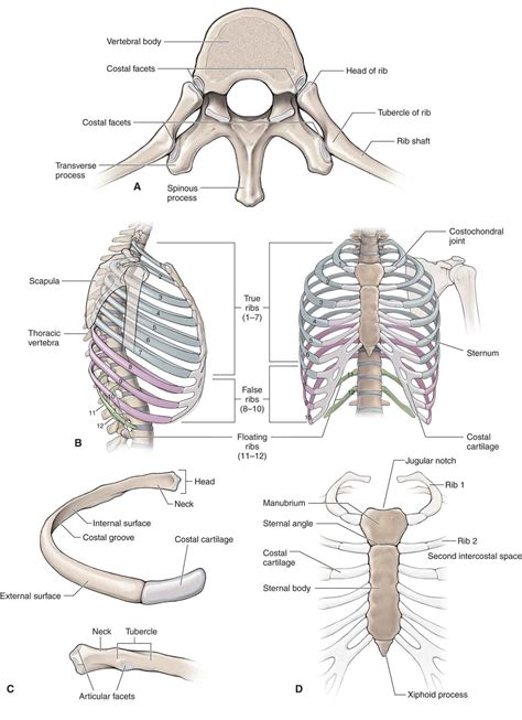 Thoracic Vertebrae Are So Named Because They
