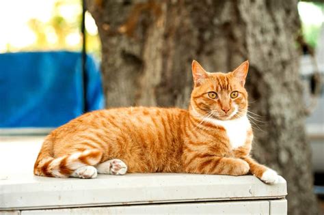 Orange Tabby Cats Facts Lifespan And Intelligence All About Cats 2022
