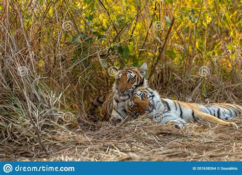 Two Wild Tiger Cubs Or Sibling Closeup With Natural Bonding And