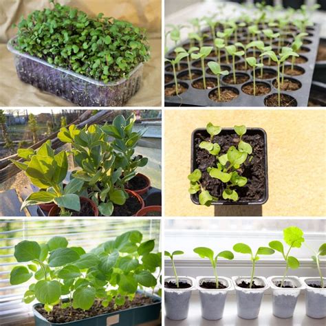 18 Vegetables Plants Best For Starting As Indoor Seedlings Diy And Crafts