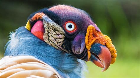 The King Vulture Sarcoramphus Papa Is A Large Bird This Vulture Lives