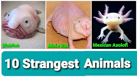 Top 10 Strangest Animals In The World Youtube