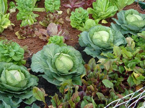 Its Time To Plant Cool Season Vegetables And Fresh Herbs