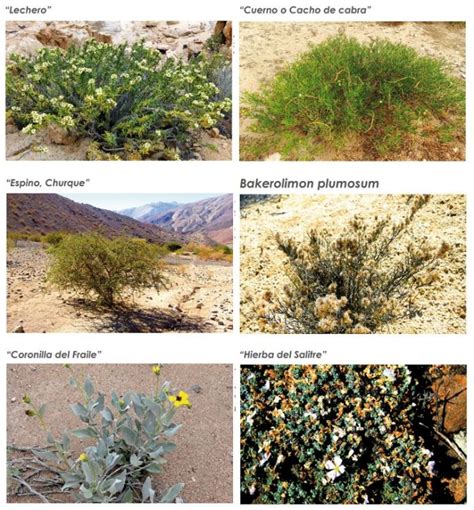 Desierto Clima Flora Fauna Y Características Ovacen