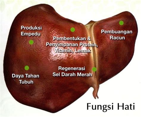 Batu empedu memiliki ukuran dan jumlah bervariasi, serta dapat menimbulkan gejala. Sihat Itu Nikmat - HEALTH | BISNES | FAMILY: BERSIHKAN ...