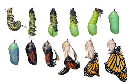 Butterfly Cocoon Drawing At Getdrawings Free Download