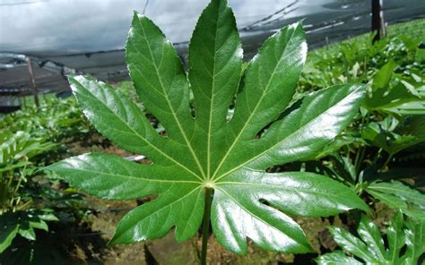 Tipos De Aralia Consejos Sobre El Cultivo De La Aralia