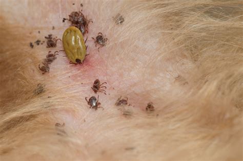 A Dog Owners Guide To Tick Borne Diseases Best Friends Veterinary Care