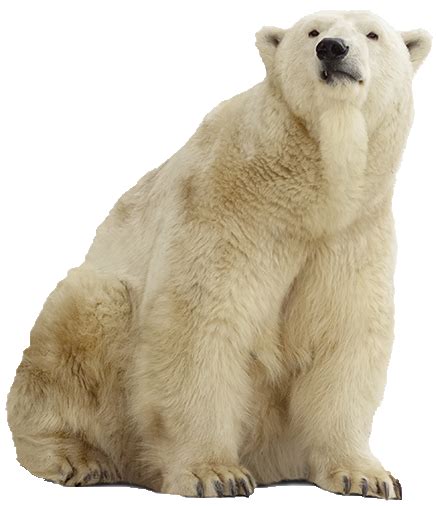 Polar Bear Png Pic Png Mart