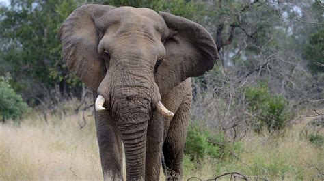 Newsela Endangered Species The African Elephant