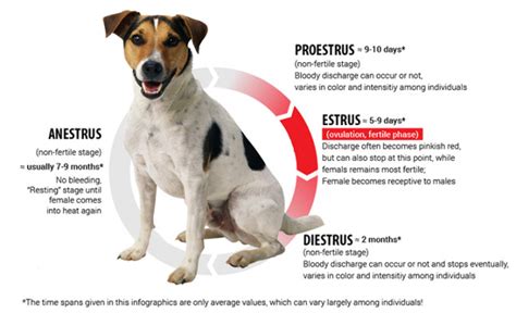 Dog Heat Cycle Vetsavers Pet Hospital®