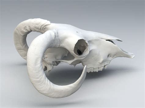 Skull Anatomy Cat Anatomy Skull Artwork Skull Painting Skull Side