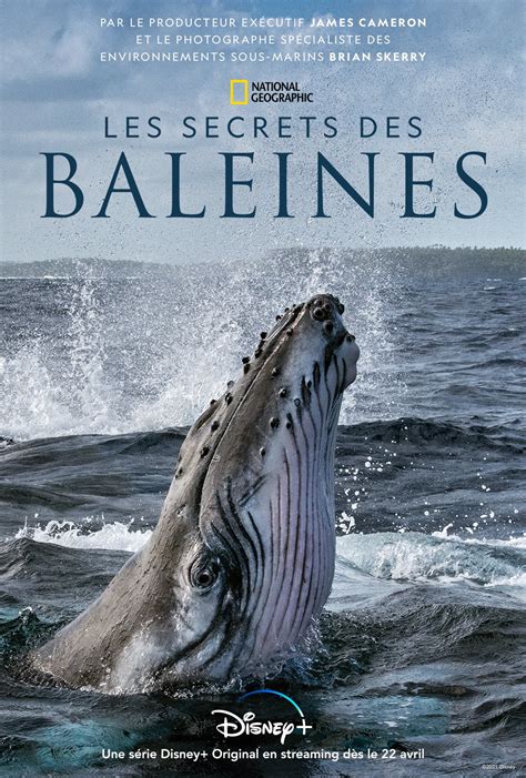 Poster Les Secrets Des Baleines Affiche 1 Sur 1 Allociné