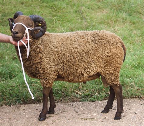 Todhill Endeavour Shearling Ram Shetland Sheep Society