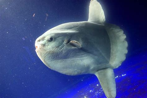 Ocean Sunfish 8 Species Moving To Cooler Waters Mnn