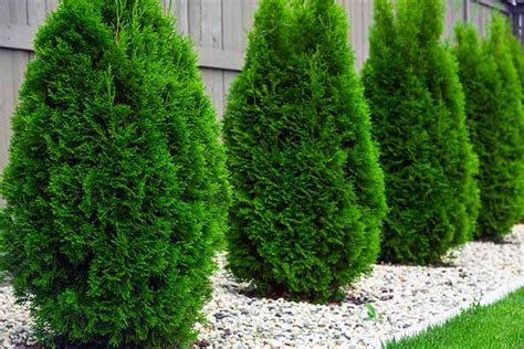 Types Of Shrubs