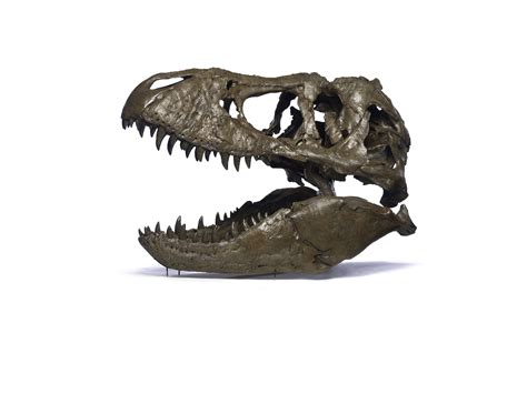 T Rex Skull On White Smithsonian Institution
